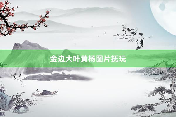 金边大叶黄杨图片抚玩