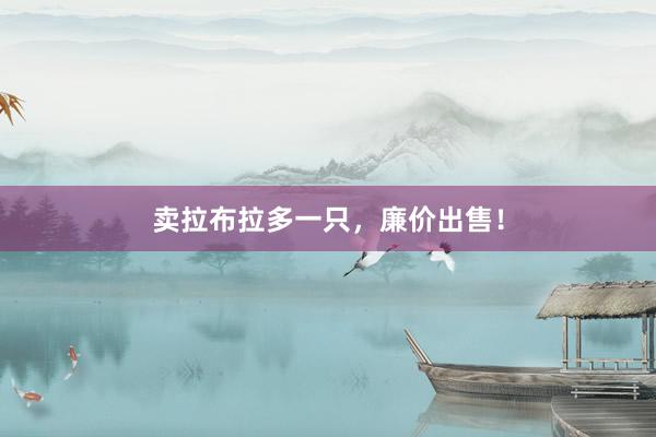 卖拉布拉多一只，廉价出售！